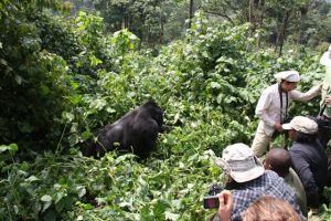 Our group observing the young silver back after he just had sex