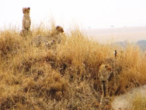 ???????????????????????????????